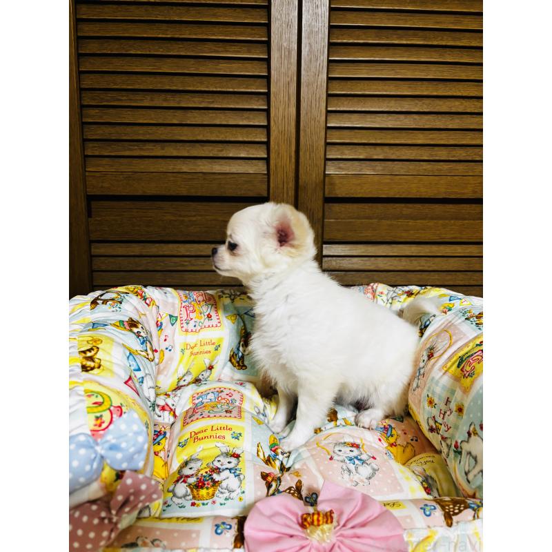 販売中の千葉県のチワワ(ロングコート)-425580の3枚目