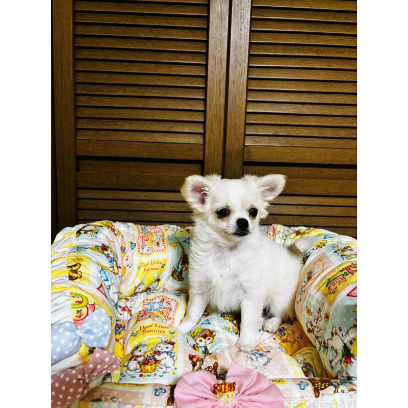 販売中の千葉県のチワワ(ロングコート)-425580の2枚目