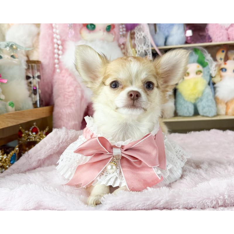 販売中の福岡県のチワワ(ロングコート)-429100の6枚目