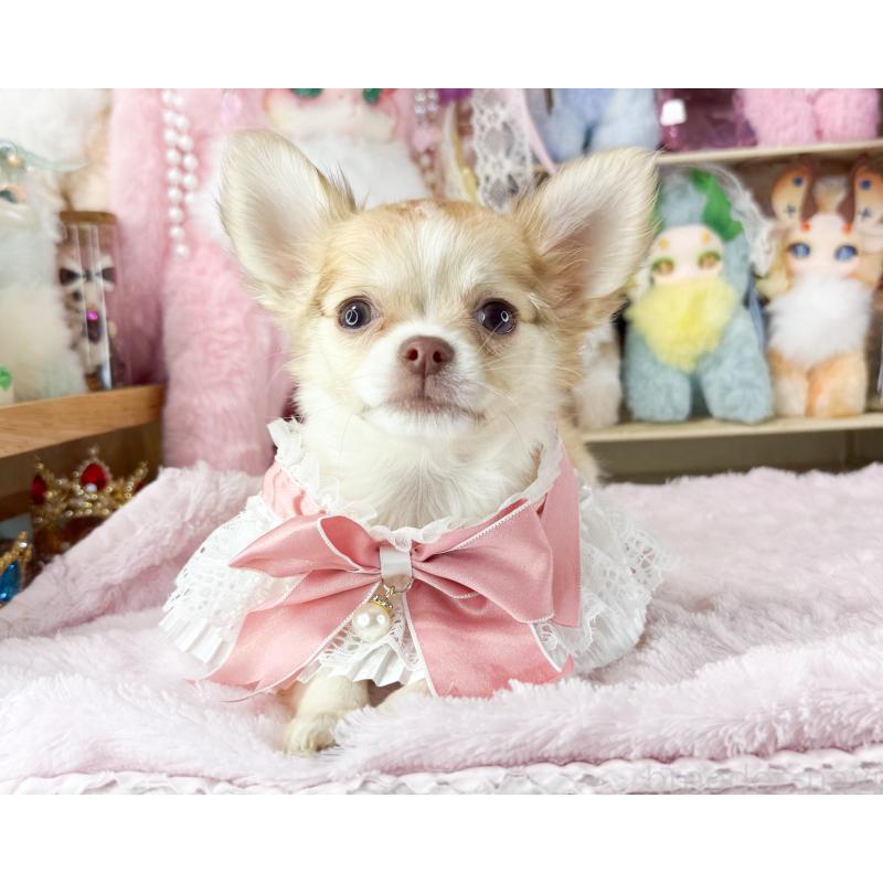 販売中の福岡県のチワワ(ロングコート)-429100の5枚目