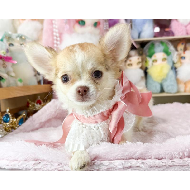 販売中の福岡県のチワワ(ロングコート)-429100の4枚目