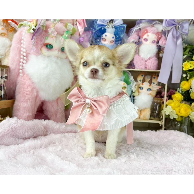 販売中の福岡県のチワワ(ロングコート)-429100の3枚目