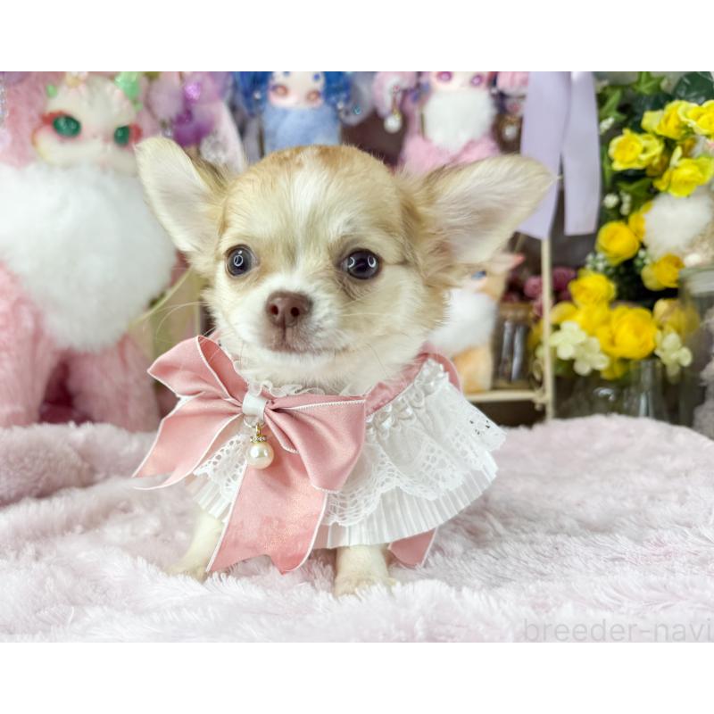 販売中の福岡県のチワワ(ロングコート)-429100の2枚目