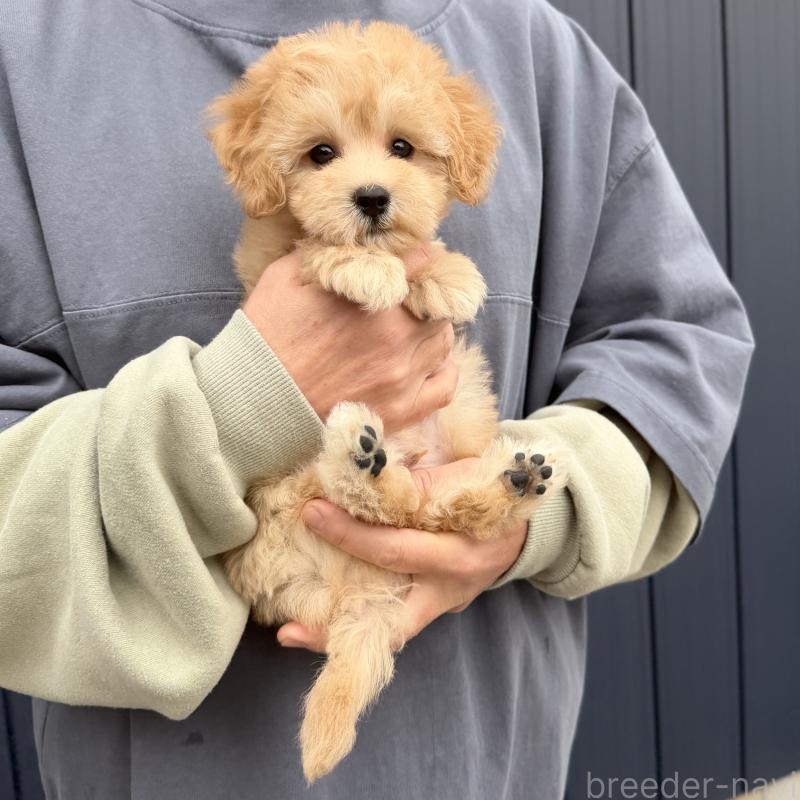 販売中の千葉県のマルプー:マルチーズ×トイプードル-432333の5枚目