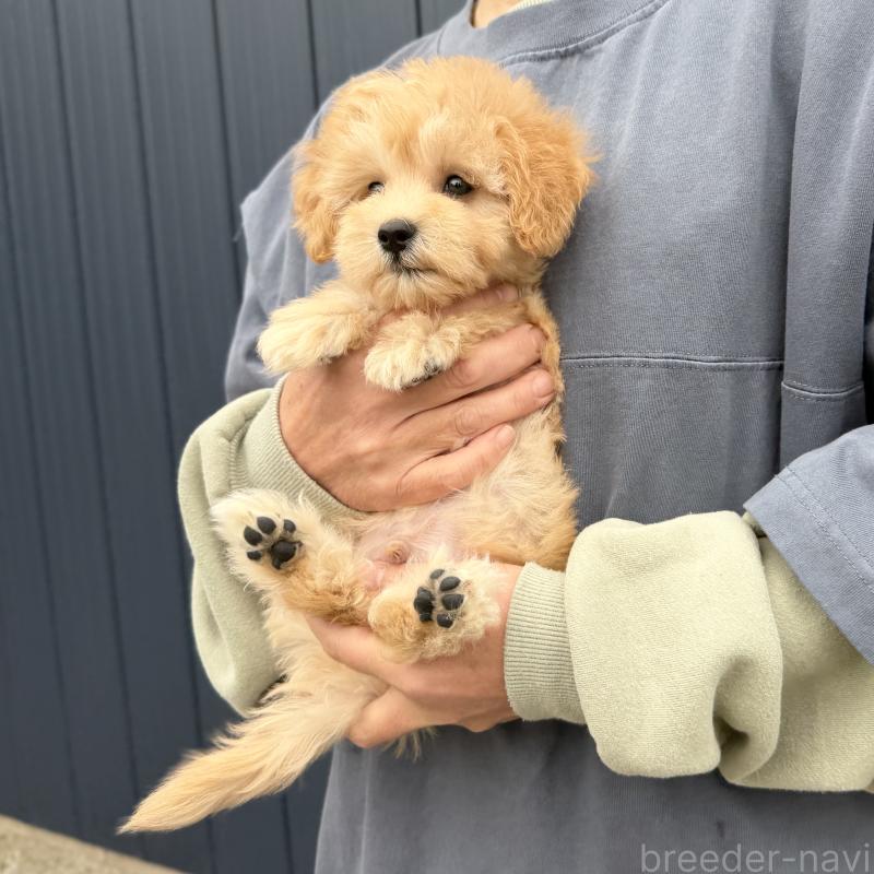販売中の千葉県のマルプー:マルチーズ×トイプードル-432333の4枚目