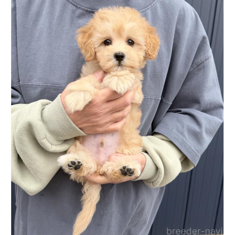 販売中の千葉県のマルプー:マルチーズ×トイプードル-432333の3枚目