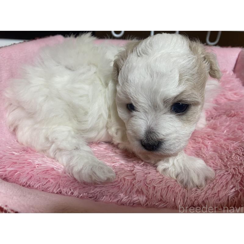 販売中の長野県のボロニーズ-436842