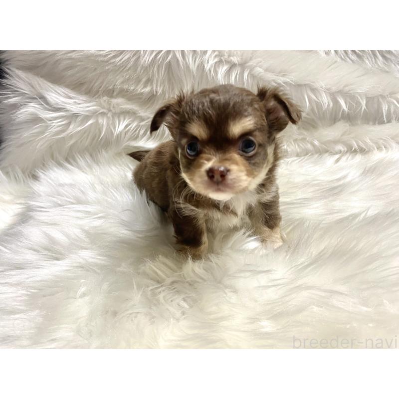 販売中の佐賀県のチワワ(ロングコート)-438658の6枚目