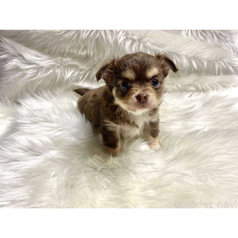 販売中の佐賀県のチワワ(ロングコート)-438658の5枚目