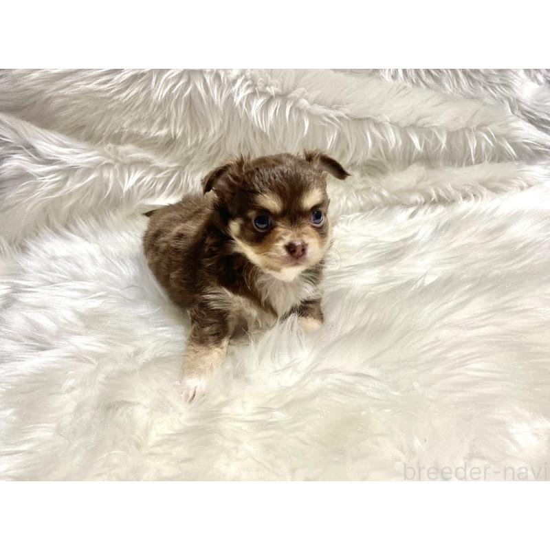 販売中の佐賀県のチワワ(ロングコート)-438658の4枚目