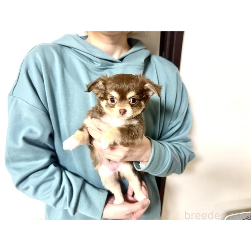 販売中の佐賀県のチワワ(ロングコート)-438658の3枚目