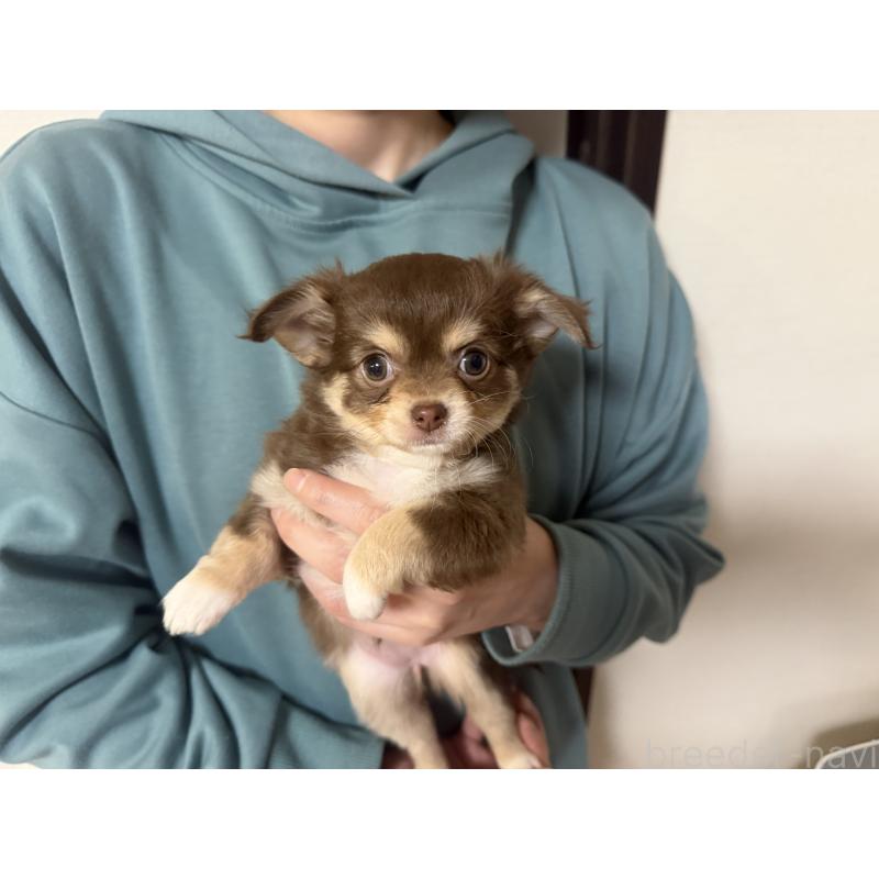 販売中の佐賀県のチワワ(ロングコート)-438658の2枚目