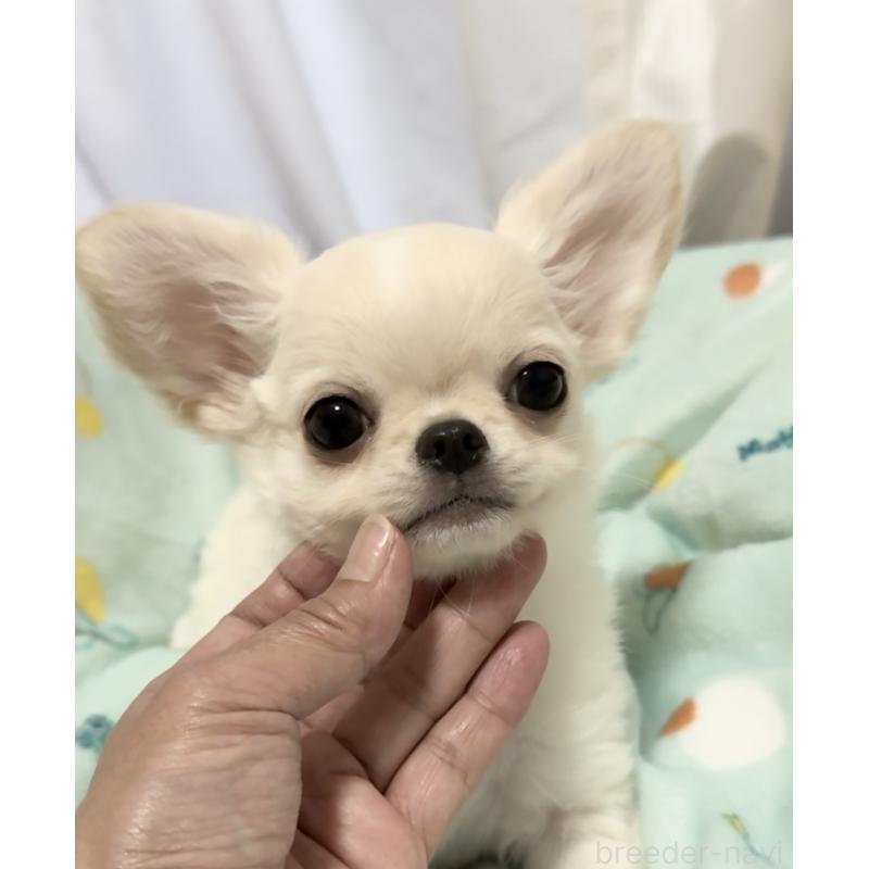 成約済ののチワワ(ロングコート)-427998