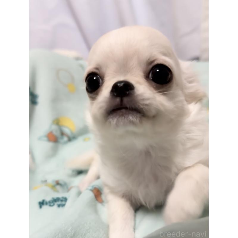 成約済の福岡県のチワワ(ロングコート)-427998の3枚目