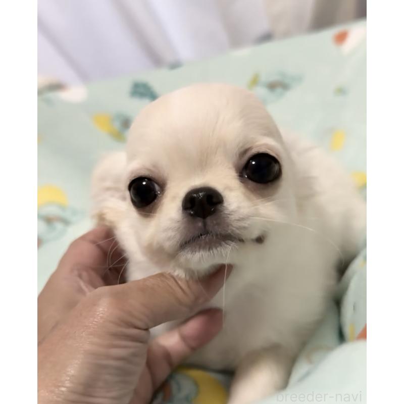 成約済の福岡県のチワワ(ロングコート)-427998の2枚目