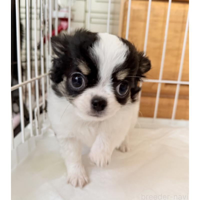 販売中の福岡県のチワワ(ロングコート)-435001