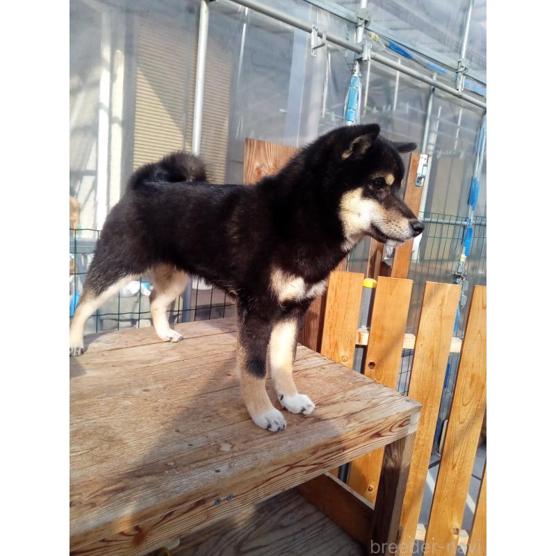 販売中の和歌山県の豆柴-438659の4枚目