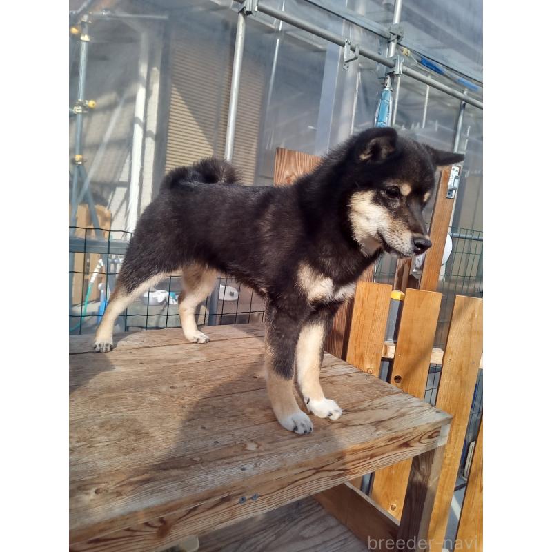 販売中の和歌山県の豆柴-438659の2枚目