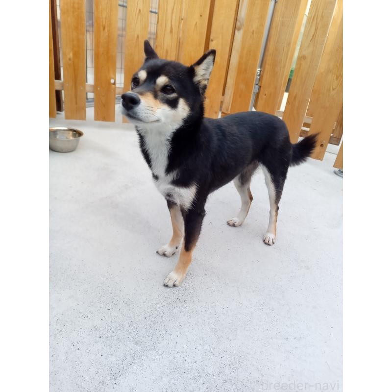 さくらちゃん1枚目