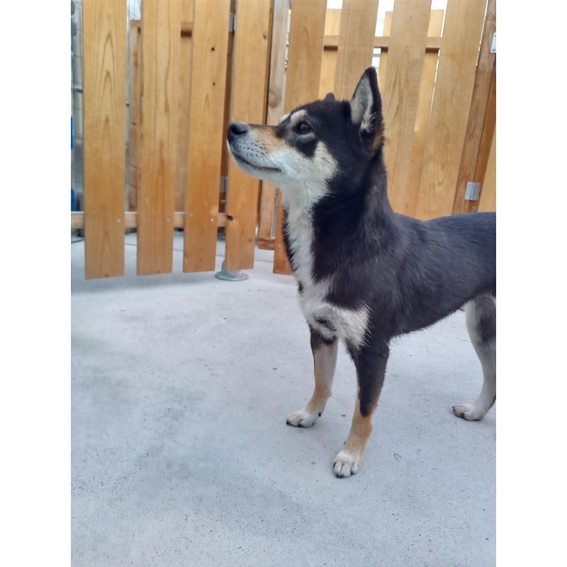 さくらちゃん1枚目