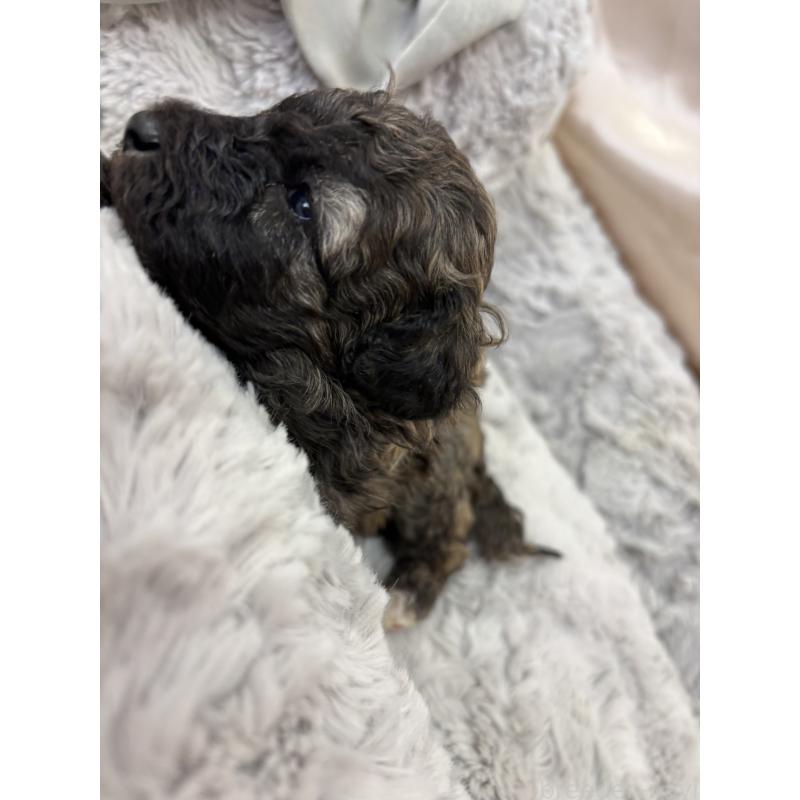 販売中の熊本県のトイプードル-438660の6枚目