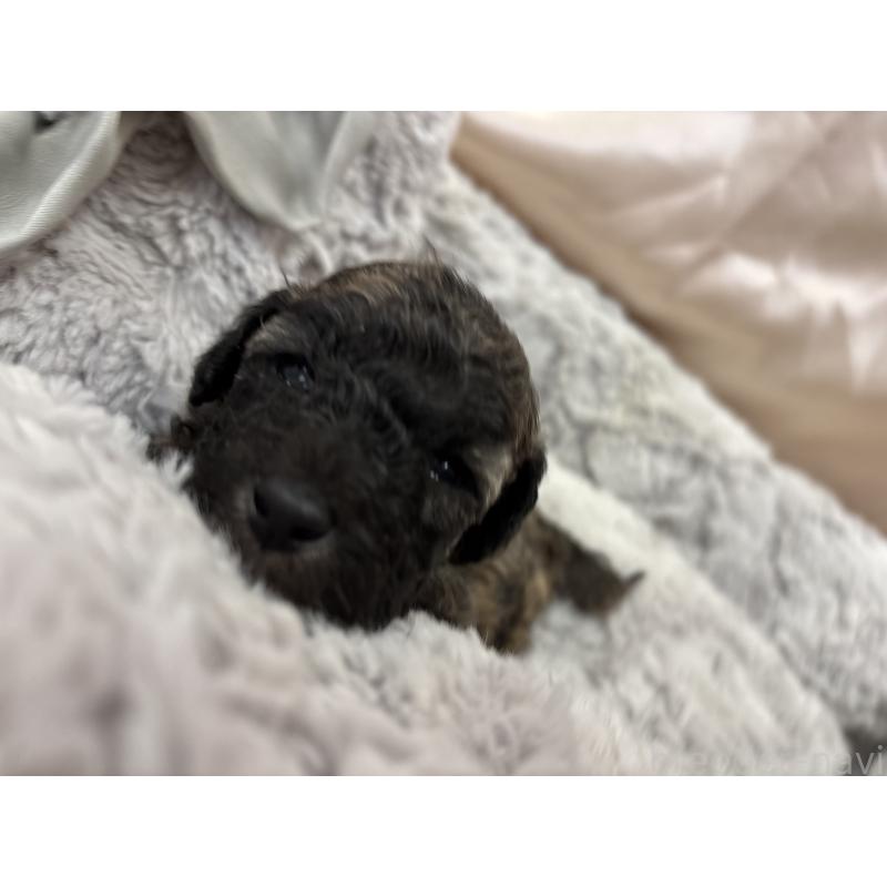 販売中の熊本県のトイプードル-438660の5枚目