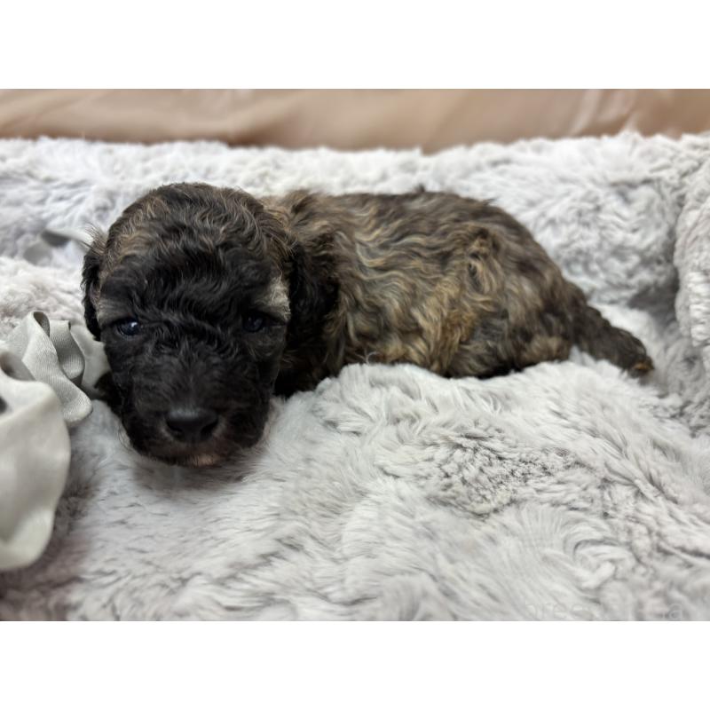 販売中の熊本県のトイプードル-438660の4枚目