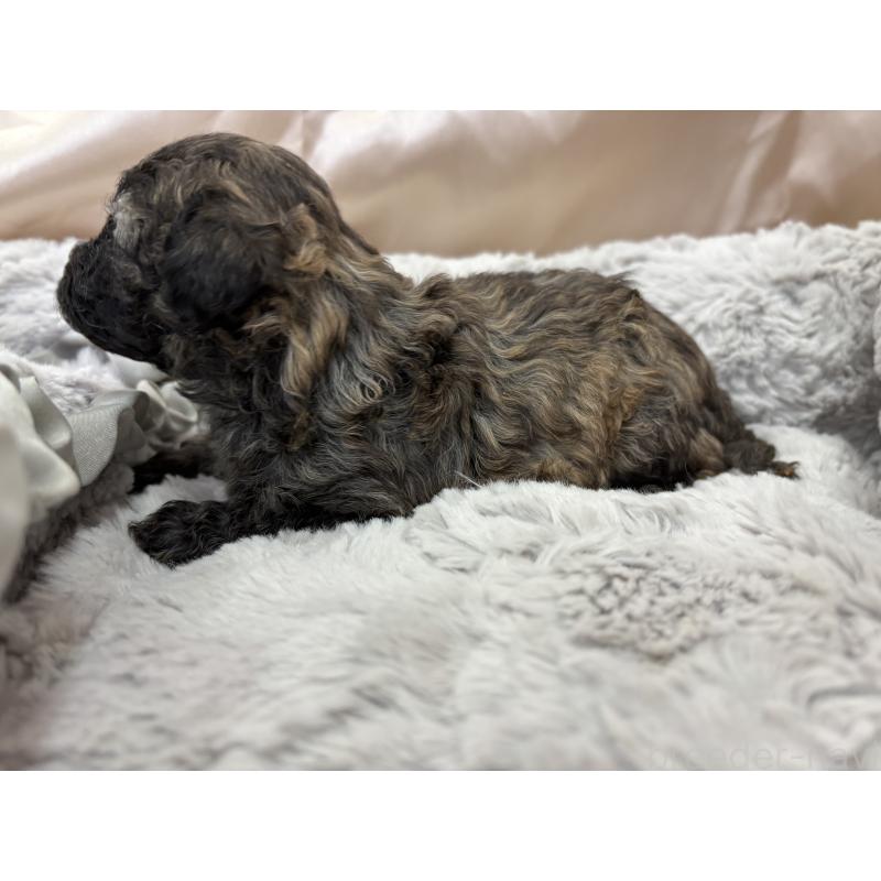 販売中の熊本県のトイプードル-438660の3枚目