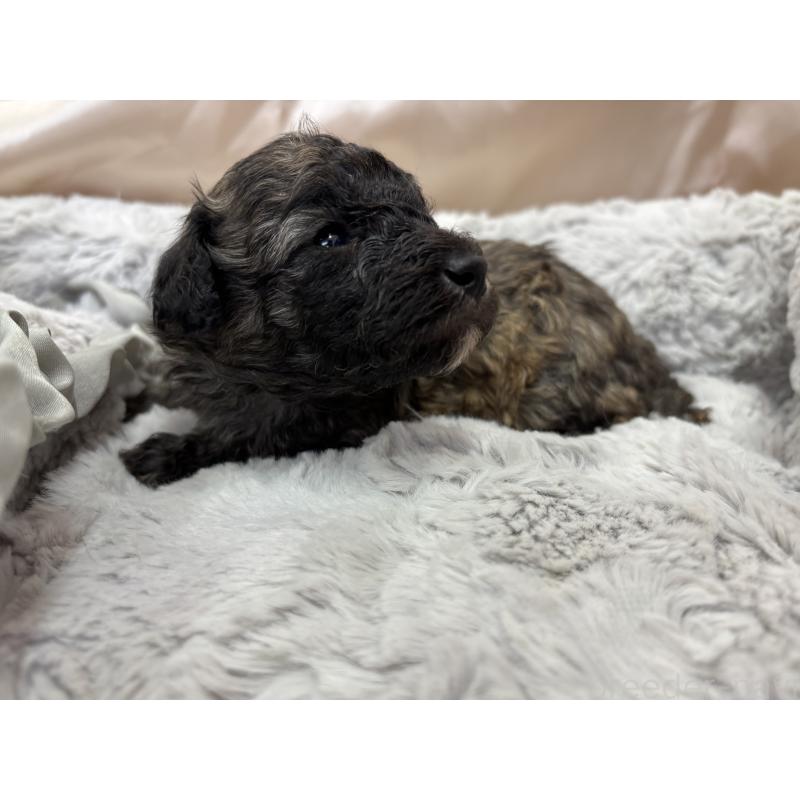 販売中の熊本県のトイプードル-438660の2枚目