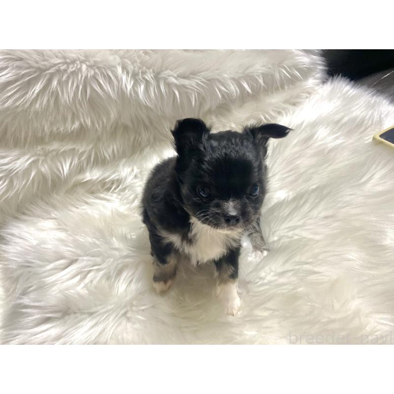 販売中の佐賀県のチワワ(ロングコート)-438662の5枚目