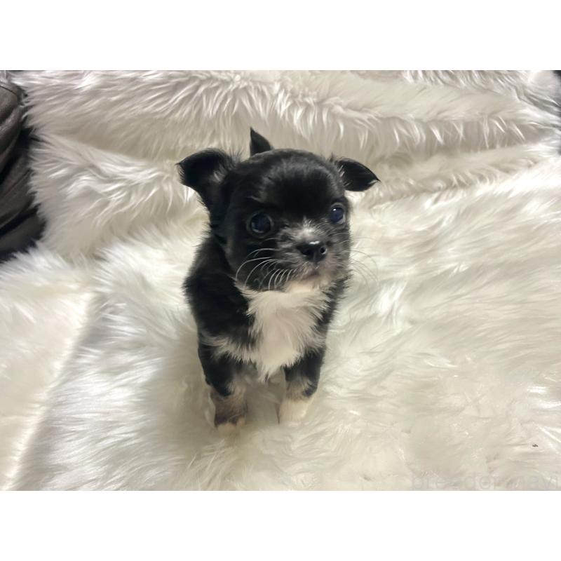 販売中の佐賀県のチワワ(ロングコート)-438662の4枚目