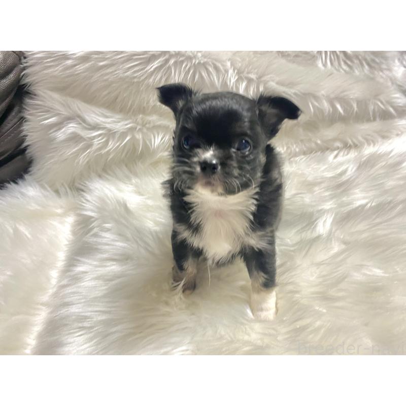 販売中の佐賀県のチワワ(ロングコート)-438662の3枚目