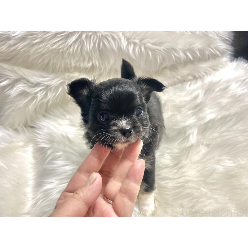 販売中の佐賀県のチワワ(ロングコート)-438662の2枚目