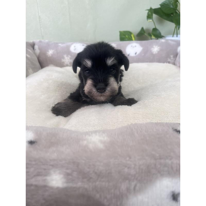 販売中の岡山県のミニチュアシュナウザー-438667の2枚目