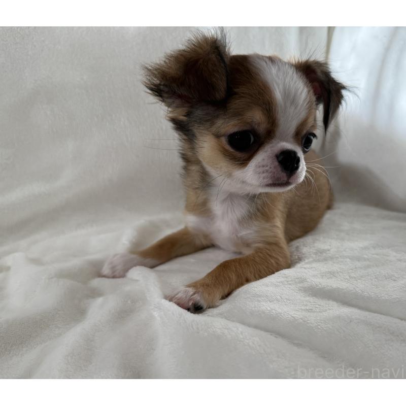 販売中の埼玉県のチワワ(ロングコート)-429671の10枚目