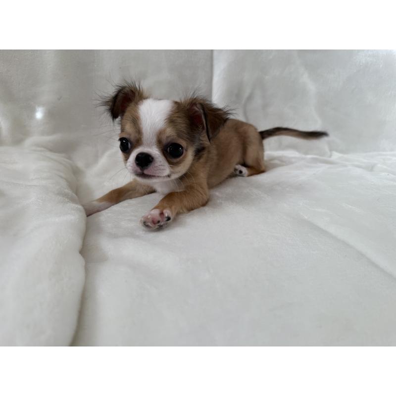 販売中の埼玉県のチワワ(ロングコート)-429671の9枚目