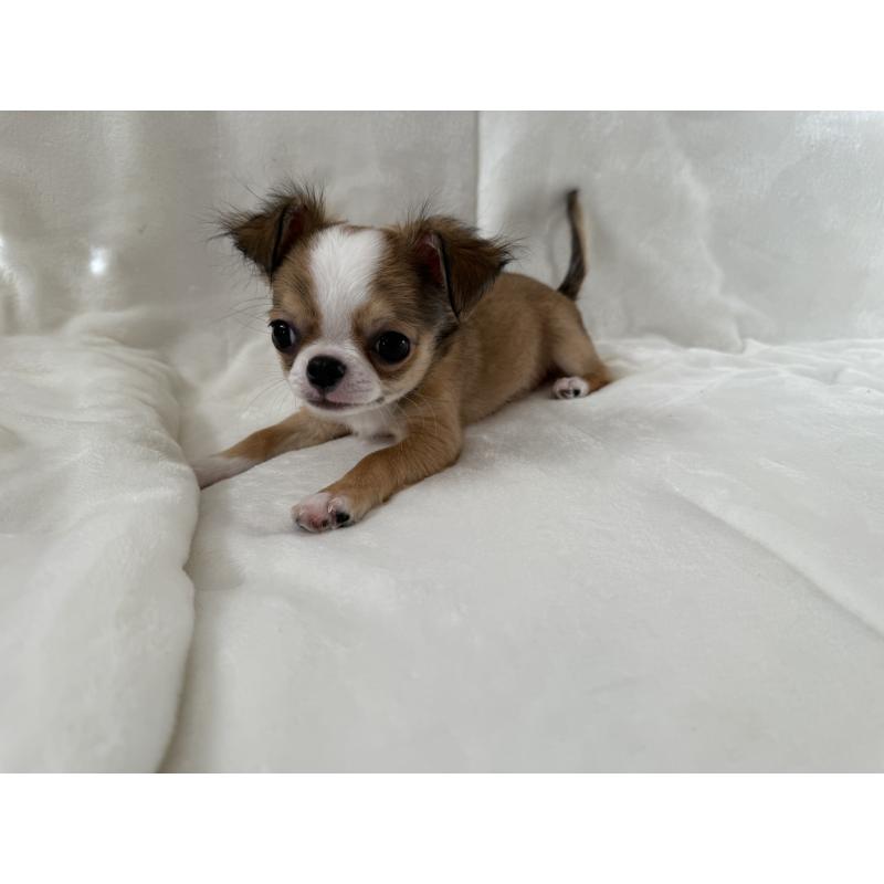 販売中の埼玉県のチワワ(ロングコート)-429671の8枚目