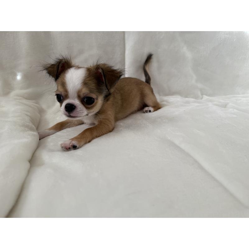 販売中の埼玉県のチワワ(ロングコート)-429671の7枚目