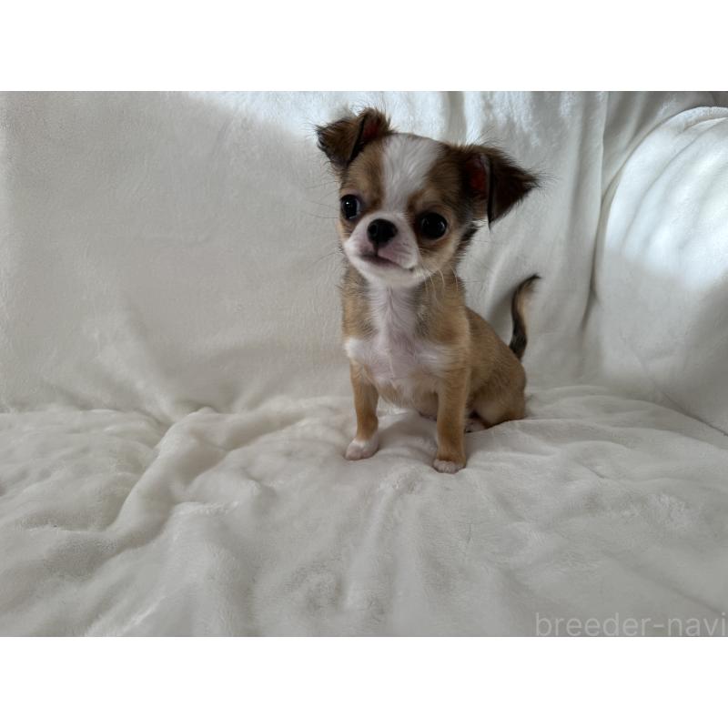 販売中の埼玉県のチワワ(ロングコート)-429671の6枚目