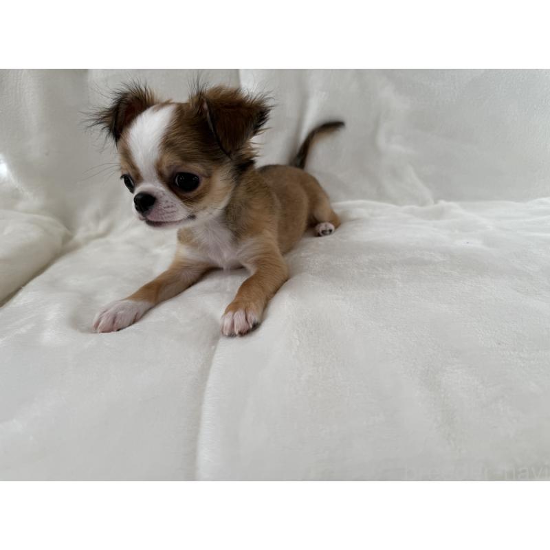 販売中の埼玉県のチワワ(ロングコート)-429671の5枚目