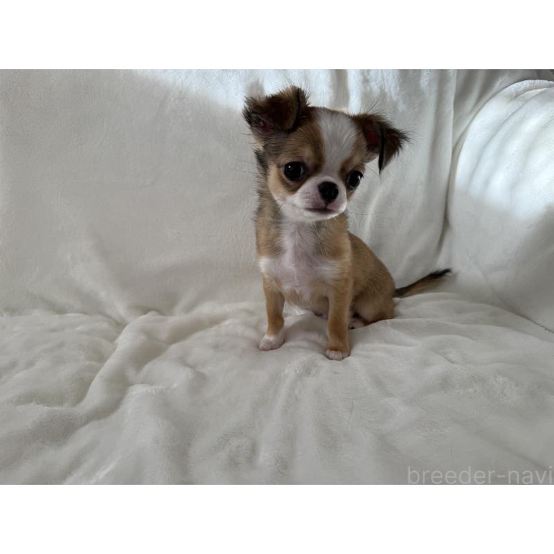 販売中の埼玉県のチワワ(ロングコート)-429671の4枚目