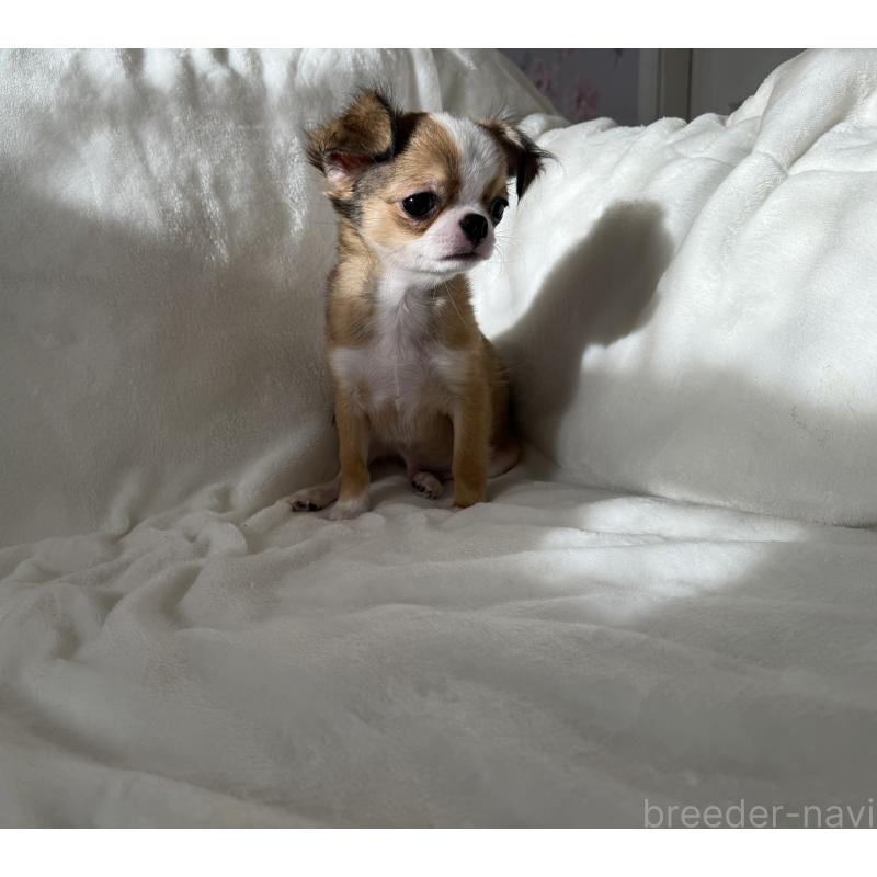 販売中の埼玉県のチワワ(ロングコート)-429671の3枚目