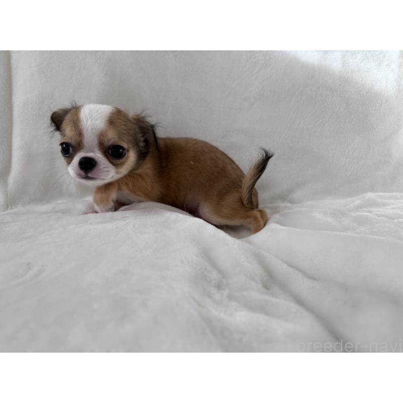 販売中の埼玉県のチワワ(ロングコート)-429671の2枚目