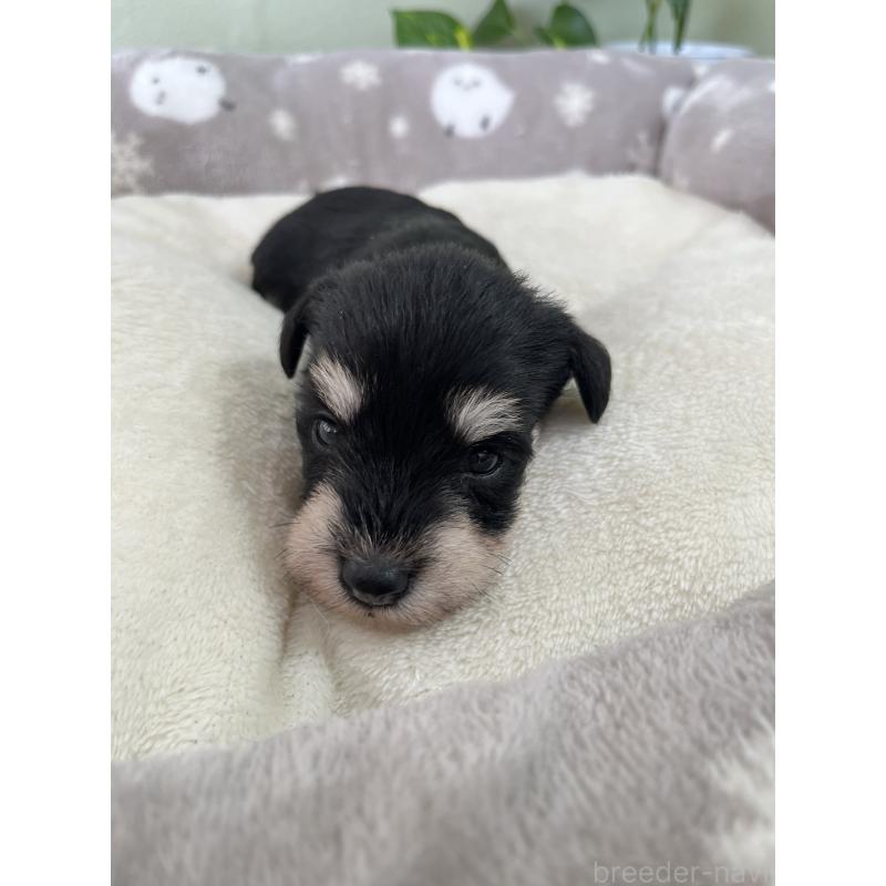 販売中の岡山県のミニチュアシュナウザー-438668の3枚目