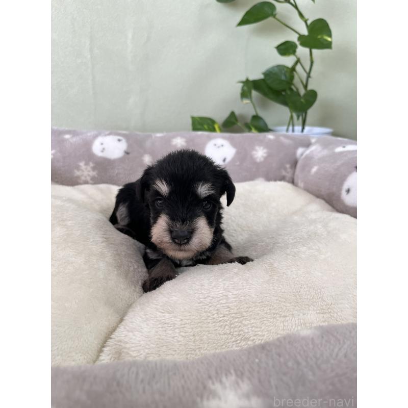 販売中の岡山県のミニチュアシュナウザー-438668の2枚目