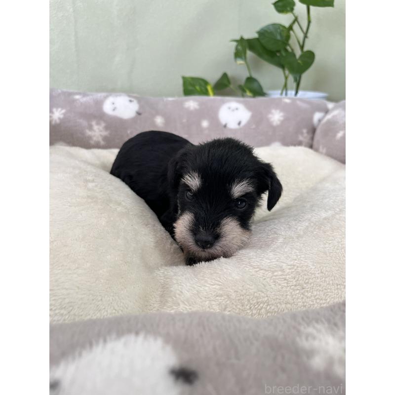 販売中の岡山県のミニチュアシュナウザー-438669の2枚目