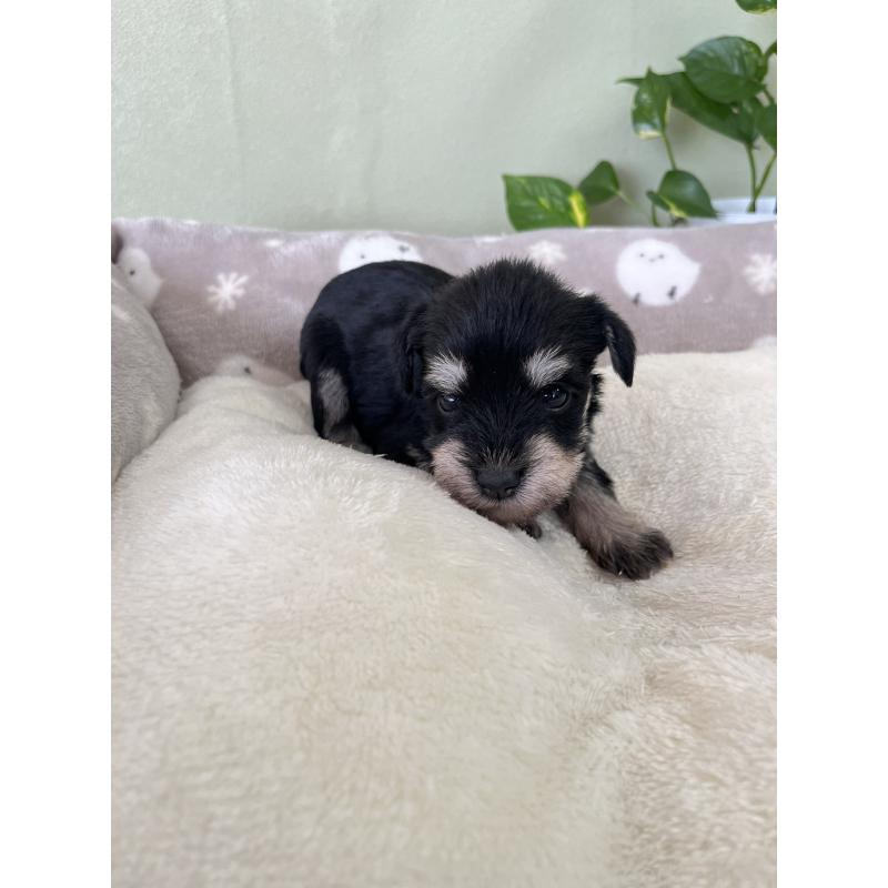 販売中の岡山県のミニチュアシュナウザー-438670の3枚目