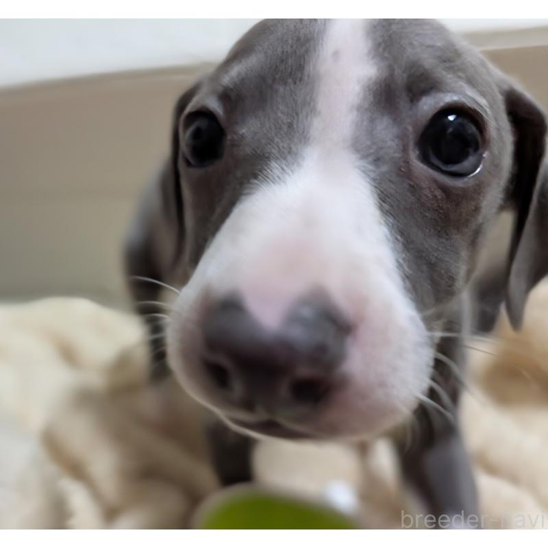 販売中の愛媛県のイタリアングレーハウンド(イタグレ)-430147の7枚目