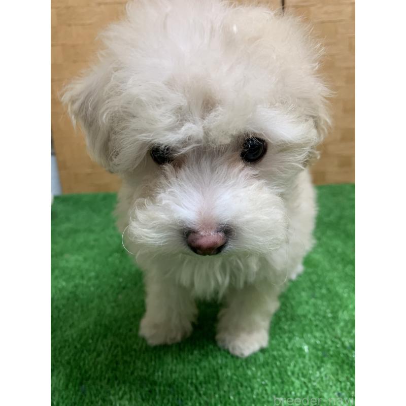 販売中の福岡県のトイプードル-435923