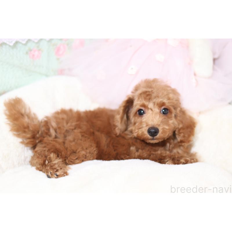 販売中の大阪府のタイニープードル-438672の3枚目